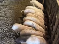 猪（批次，未指定性别）, Pigs — 照片 4