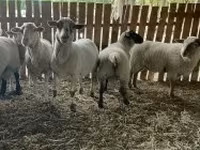 Schaf, Merinoland sheep — Foto 3