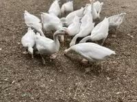 Geese — fotografija 3