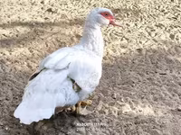 Ducks — Foto 5