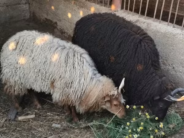 Ovelha, Racka sheep