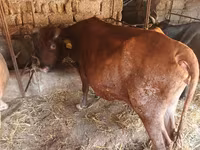 Cow, Wild yak — photo 8