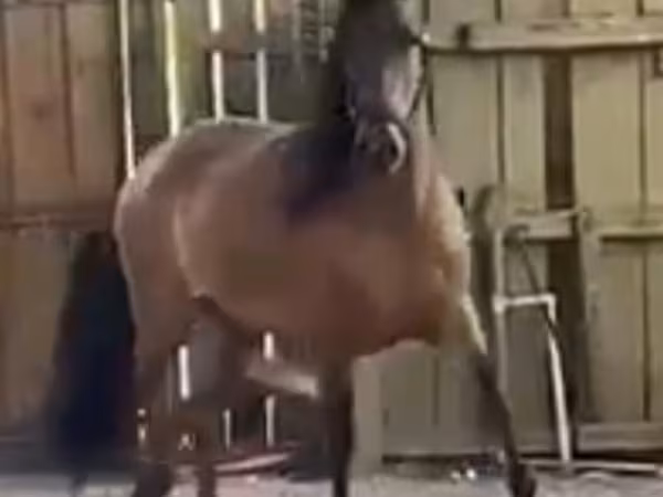 雌馬, Paso Fino