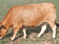 Krava, Aubrac cattle — fotografija 4