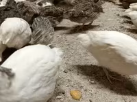 Quails — 照片 5