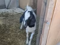 Cabra, Nubian Goat — foto 2