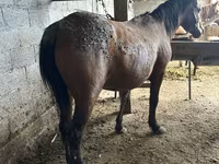 Égua, Cavalos — foto 2