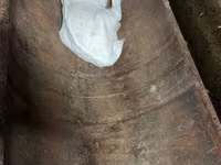 Koza, Saanen goat — zdjęcie 7
