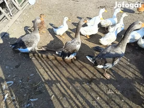 Ducks