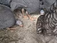 Guinea fowl — fotografija 2