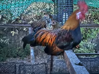 Chickens — fotografija 1