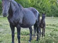 Yegua, Nonius horse — foto 2
