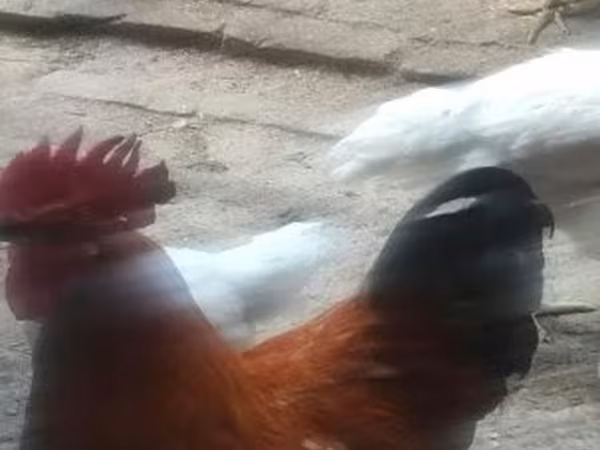 Chickens