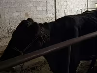 Krava, Latvian Blue cattle — fotografija 3