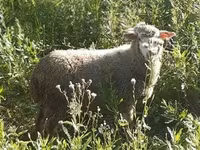 雄羊, Merino sheep — 写真 7