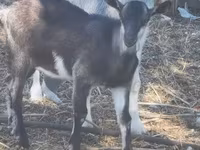 Ziegenbock, Ziegen — Foto 1