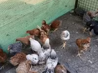 Chickens — الصورة 4