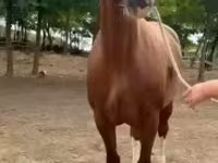 Égua, Cavalos — foto 5