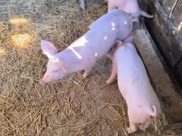 雄豚, 