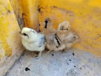Silkie — zdjęcie 3
