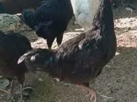 Kosovo Longcrower — foto 5