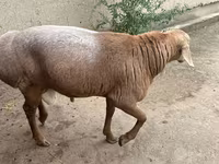 公羊, Sheep — 照片 1
