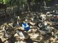Geese — foto 2