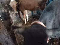 Bull, Cattle — photo 1