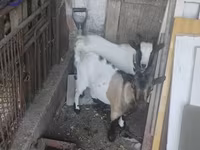 Jarac, Dutch Landrace goats — fotografija 1
