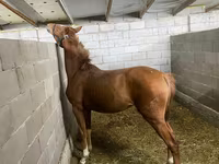 Kobila, Anglo-Arabian — fotografija 6