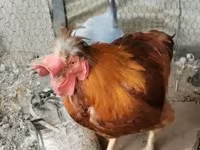 Chickens — الصورة 2