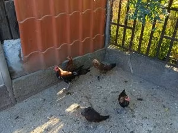 gallina danesa