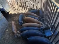 公猪, Pigs — 照片 2