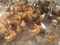 Chickens — zdjęcie 2