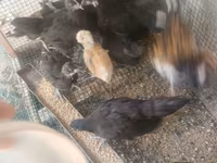 Australorp — fotografija 3