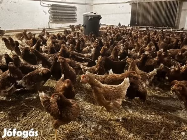 danska kokoš