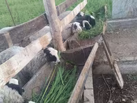 Widder, Romanov sheep — Foto 2