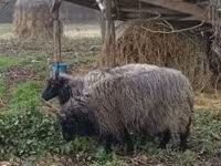 Qoʻy, Racka sheep — 3-rasm