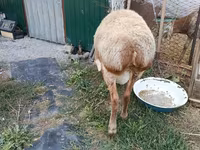 Ram, Rhon sheep — photo 3