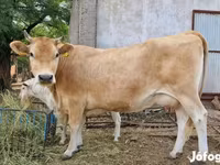 Kuh, Limousin-Kuh — Foto 8
