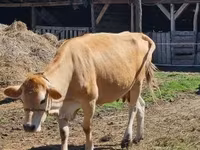 Krava, Simmental cattle — fotografija 3