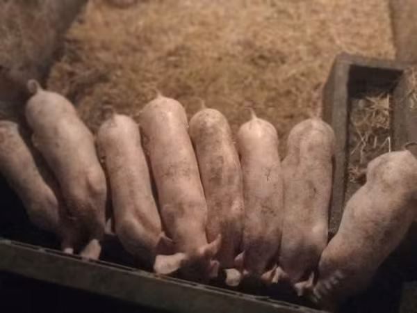 Knur,  — Węgry