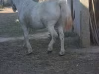 Égua, Cavalos — foto 1