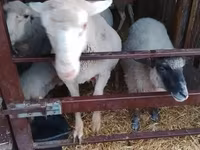 Widder, Merino sheep — Foto 4