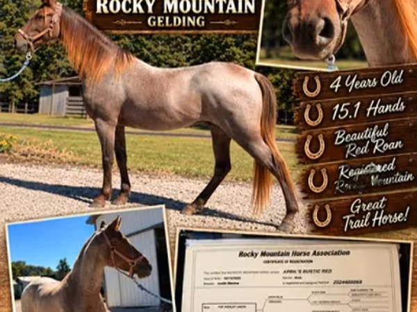 Pastuv, Rocky Mountain Horse