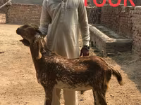 Goats (batch, sex not specified), Najdi goat — photo 3