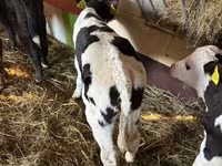 Goveda (partija, pol nije naveden), Simmental cattle — fotografija 3