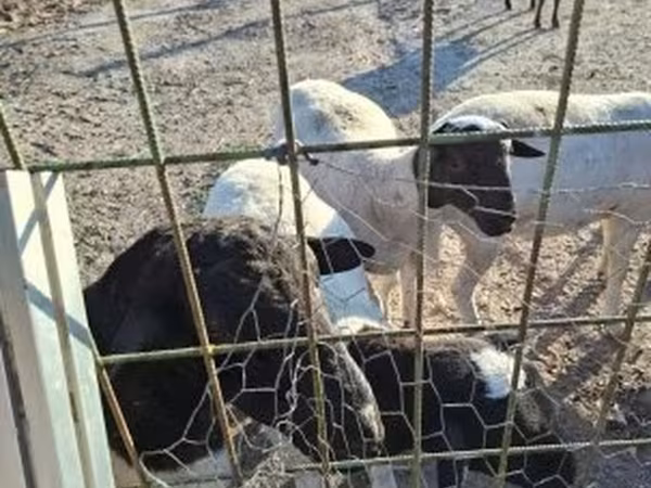 Widder, Dorper sheep