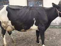 Cow, Russian Black pied cattle — photo 2