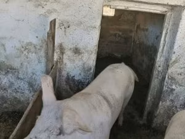 Säue, Мангалица